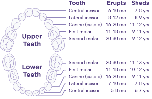 tooth_eruption_chart